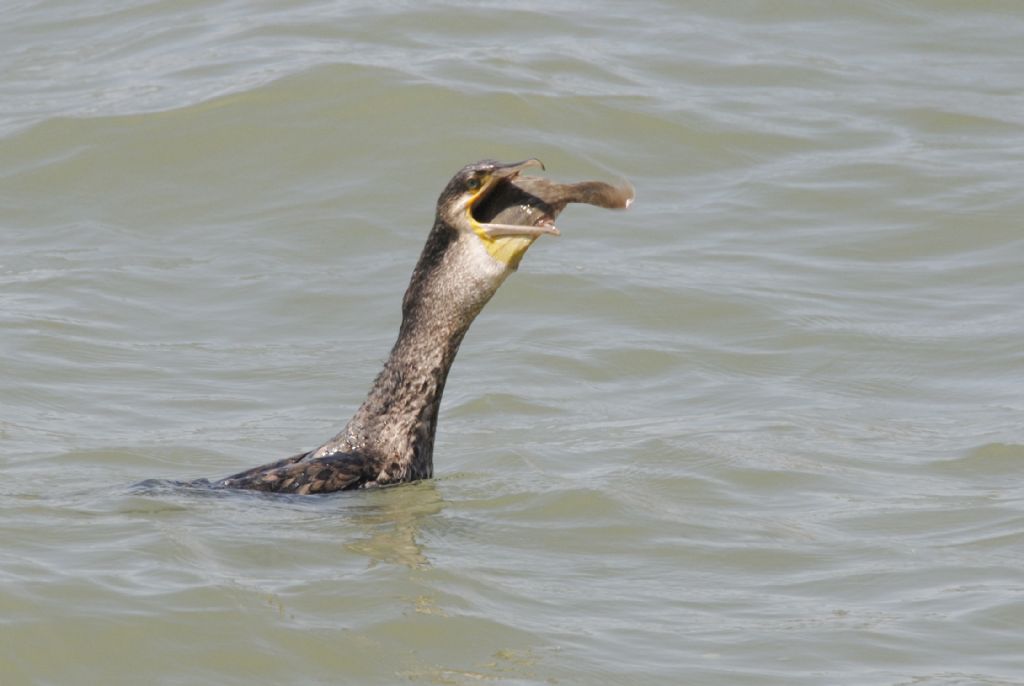 Cormorano ingordo